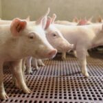 Van-Nuland-Artikel-foto-1