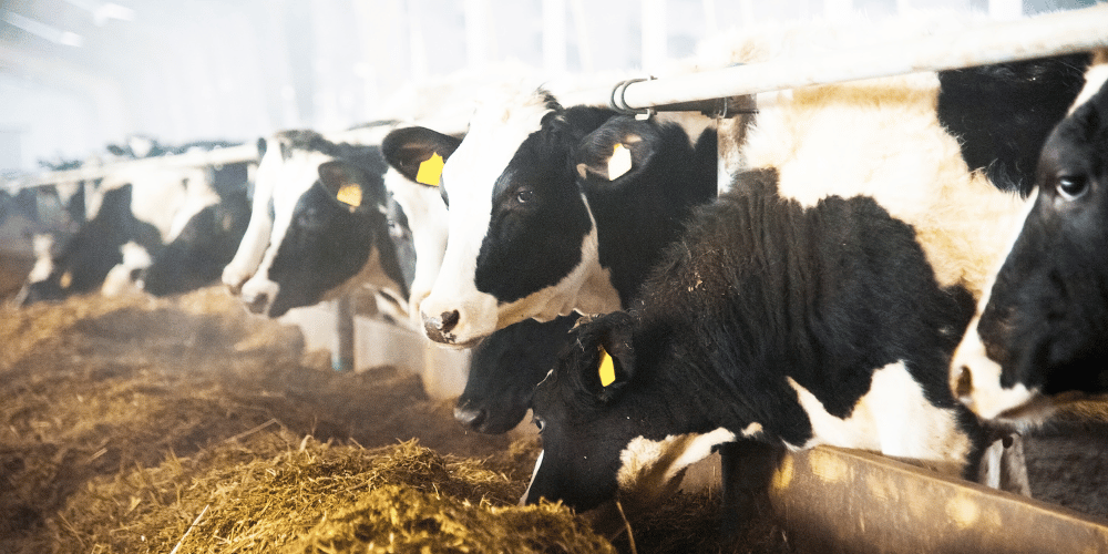 AHV-Article-Harabagiu-Featured_Image-1