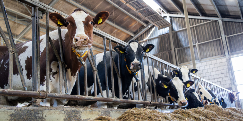 AHV-Article-Marco_StartLac-2-1000x500