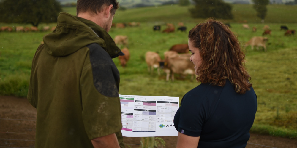 AHV-Article-NZ-Calf_Poster