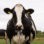 AHV-Article-RO-Simon-Gheorghe-1