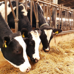 AHV-Article-RO-Szabolcs-2