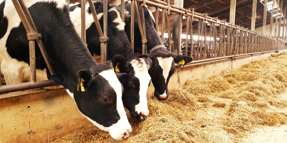 AHV-Article-RO-Szabolcs-2
