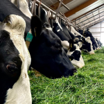 AHV-Featured-Image-RO-Boanta