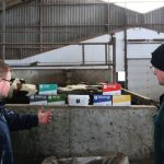 AHV Oldenburger - HFD -