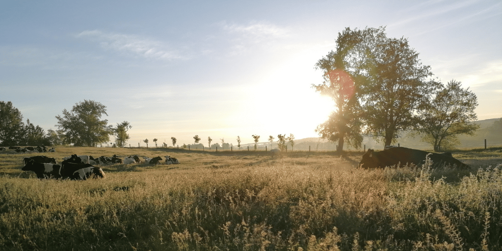 AHV-Testimonial-Pusztavam-Images-1