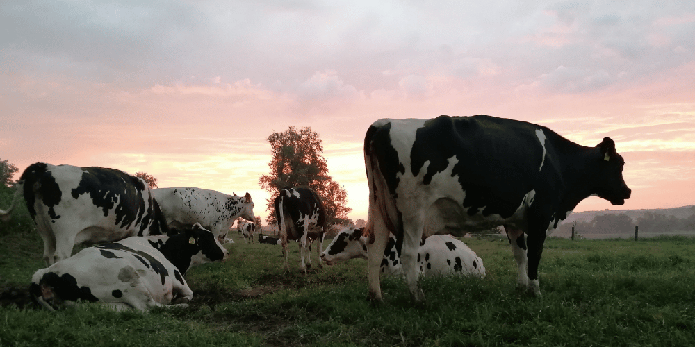 AHV-Testimonial-Pusztavam-Images-2