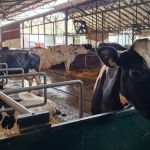 AHV-Testimonial-SRB-David_Muzali-1