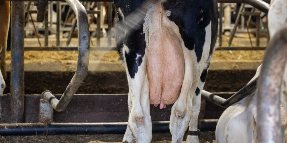 Article 2 - Waarom abrupt droogzetten - featured image