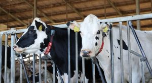 Artikel-Nieuw-Zeeland