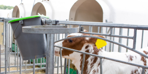 Problematiche digestive nei vitelli