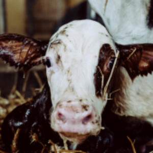 Cows-calves AHV mobile - Calves