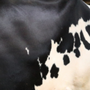 Cows-calves AHV mobile - Claw, Skin and Hygiene