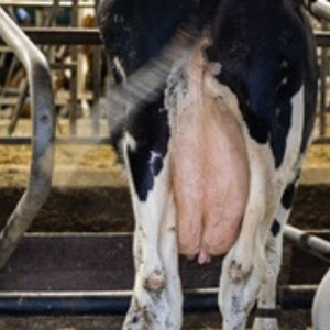 Cows-calves AHV mobile - Dry off