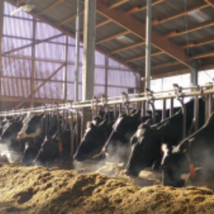 Cows-calves AHV mobile - Energy Metabolism