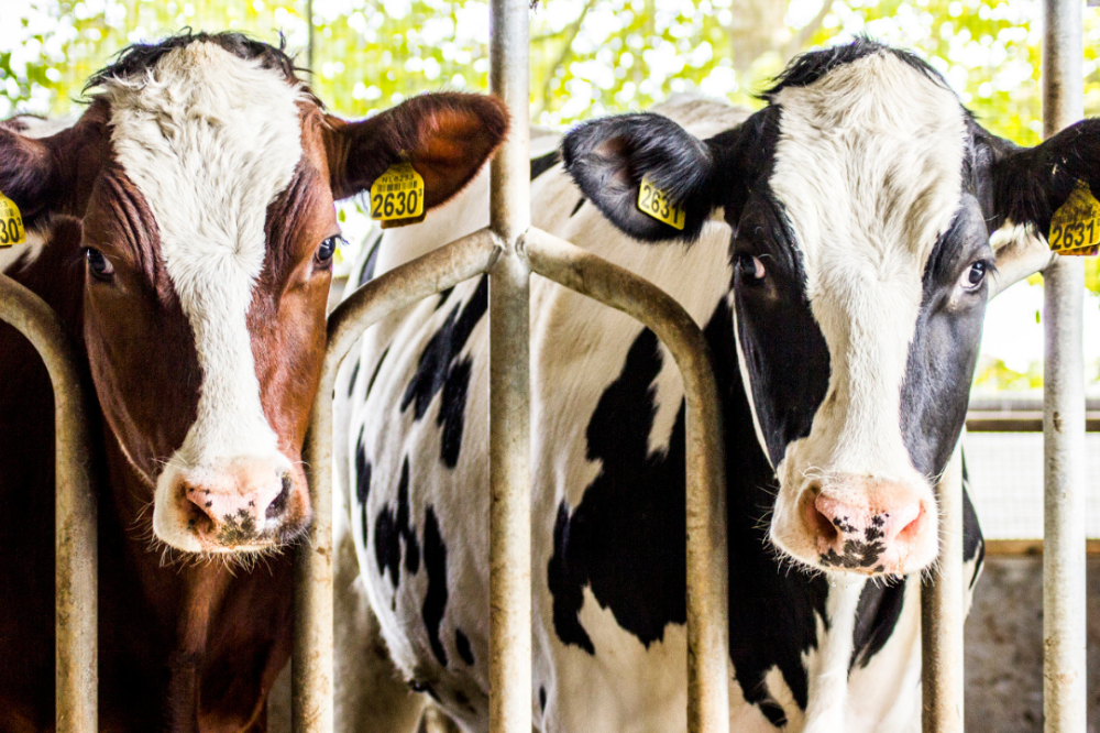 Cows-calves AHV mobile - Transition