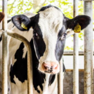 Cows-calves AHV mobile - Transition