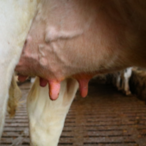 Cows-calves AHV mobile - Udder Health