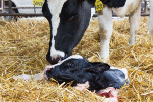 Uterine Health and Fertility