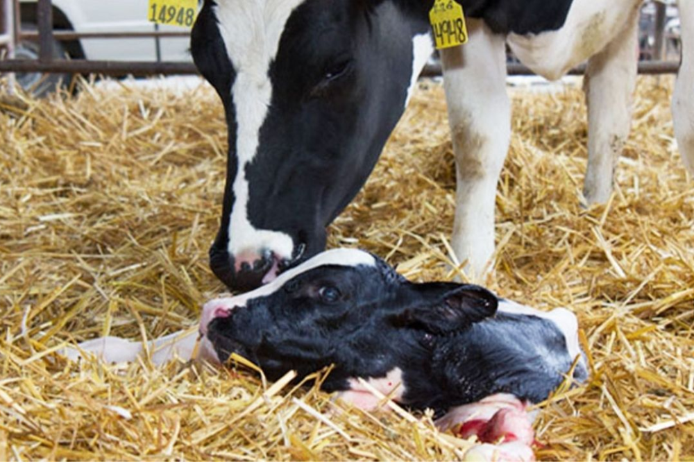 Uterine Health and Fertility