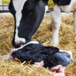 Cows-calves AHV mobile - Uterine Health and Fertility