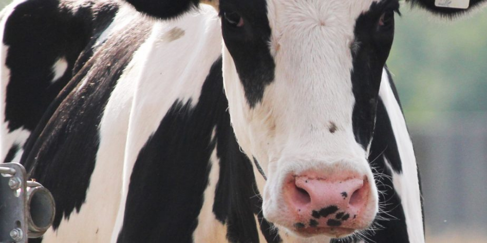 Die Bedeutung des Drenchen während der Erholungsphase