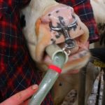 Drenchen melkveehouders