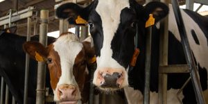 Energie vruchtbaarheid melkvee