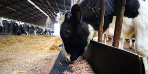 Optimum-calf-rearing