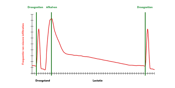 Figuur 1: Een schematische weergave van de nieuwe infiltratiesnelheid van bacteriën in de borstklier tijdens de lactatiecyclus. De piek in de nieuwe infiltratiesnelheid, na het droogzetten, is significant hoger bij koeien die geen enkele vorm van droogkolftherapie krijgen.