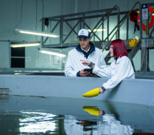 Fresh water quiclink salmon