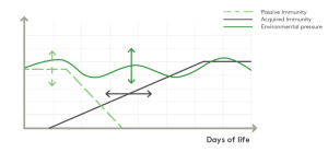 Header image article 2 calves