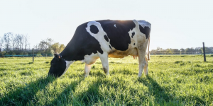 Kako poboljšati proizvodnju mlijeka? Eliminiraj probleme s papcima!