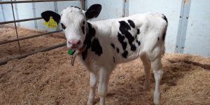 Optimaliseer kalveropfok