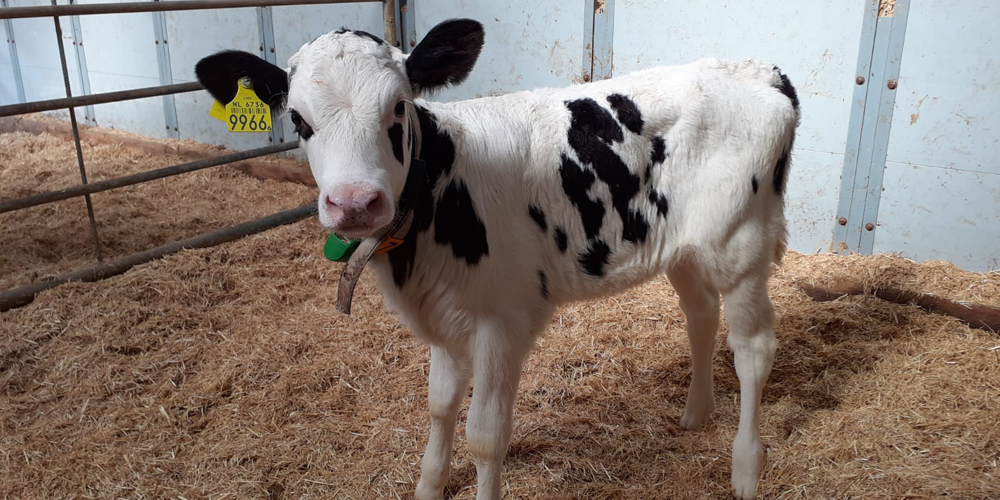 Optimaliseer kalveropfok