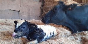 Spijsverteringsuitdagingen bij kalveren