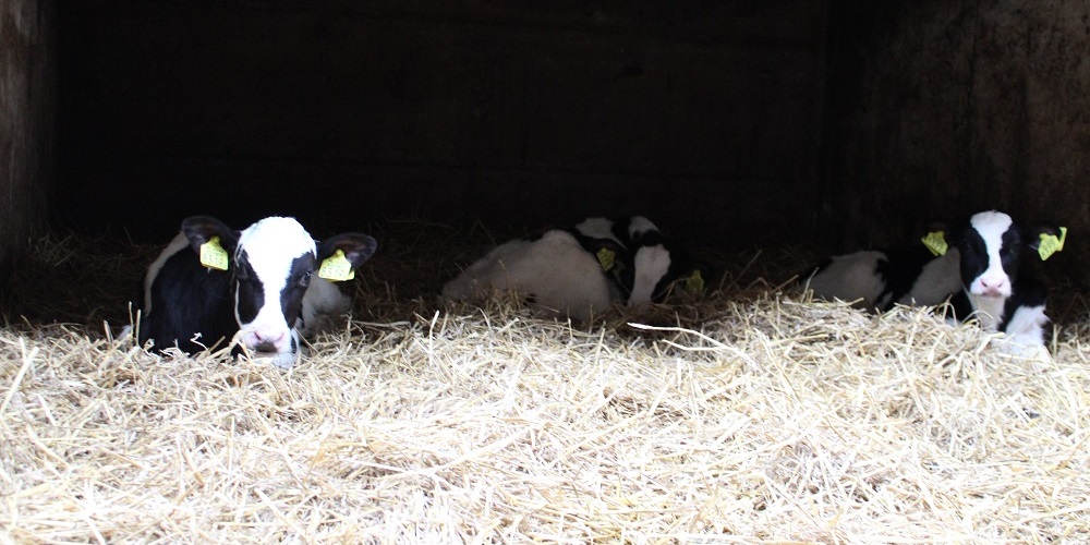 Kalveren bij koud weer 1000