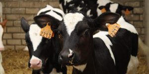 Kalveren-energie-Lommel