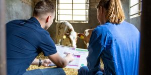 Kalverenposter AHV Benelux 1000