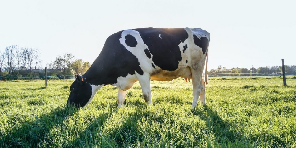 Versteckte kosten - wie hoch sind die kosten von hitzestress wirklich
