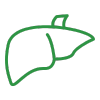 Liver