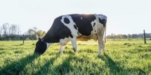 NZ energy metabolism