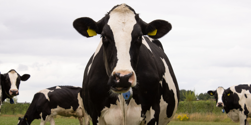 NZ - fertility photo