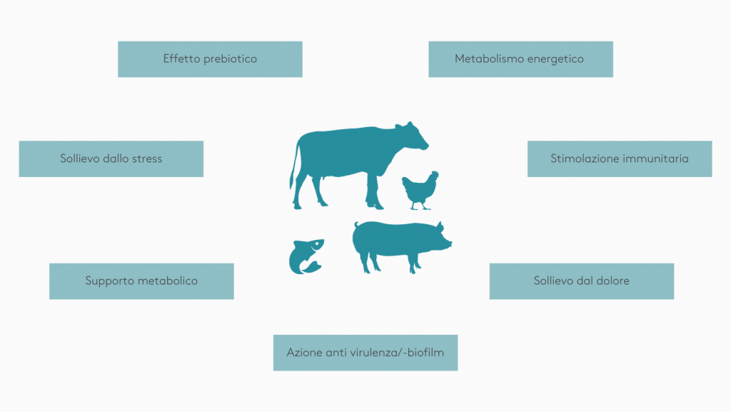 Strategia di Prodotto AHV Italia