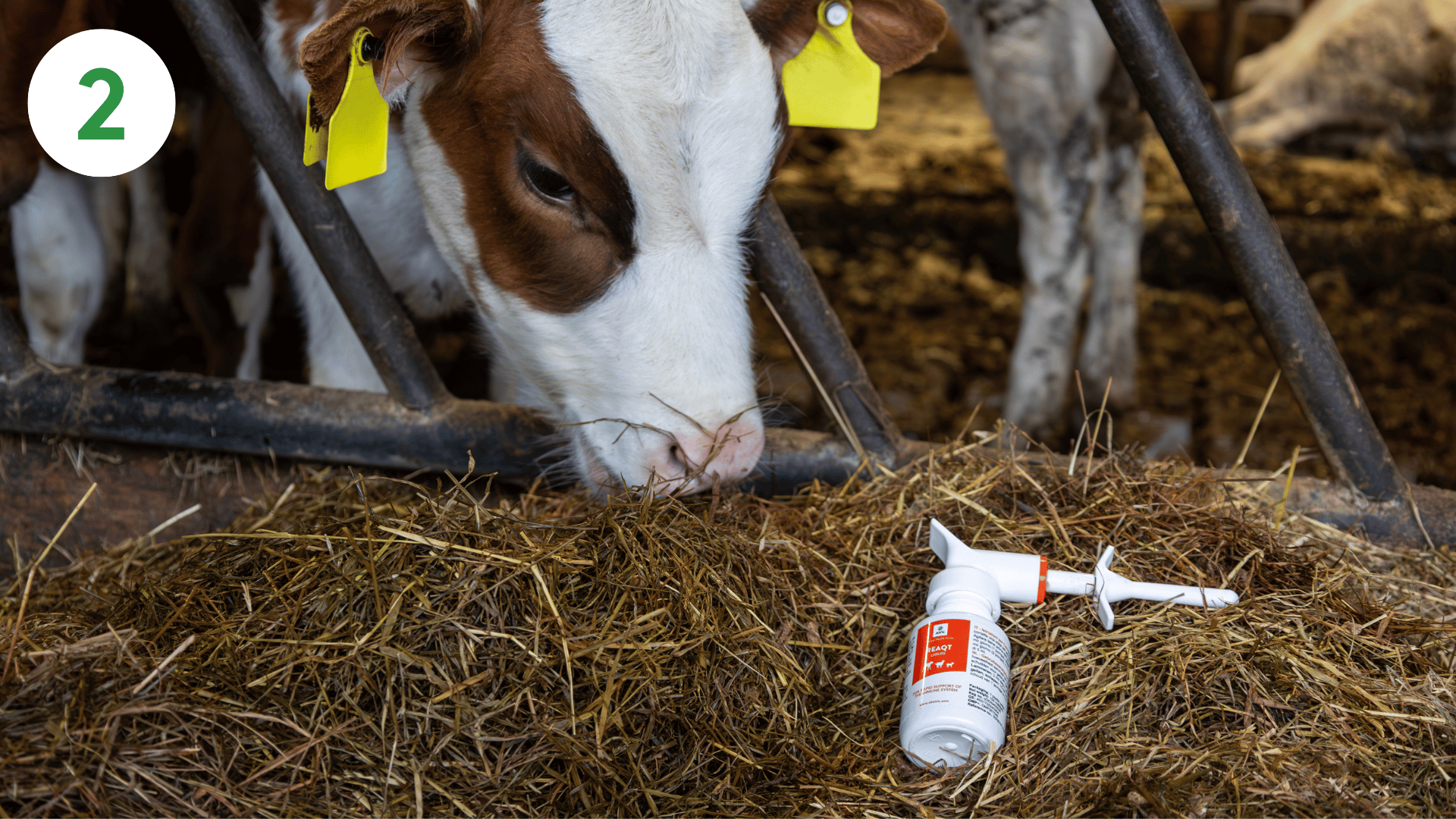 ReaQt-How_To-1920x1080-2