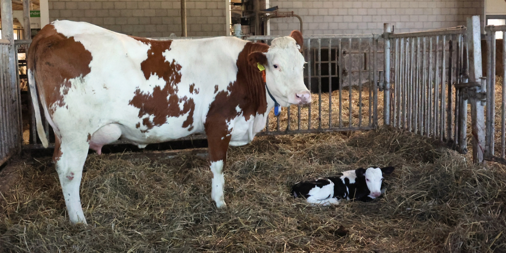 SLAM-Campaign-Q4_2024-Photos-1000x500-28