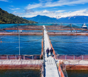 Seawater quicklink salmon