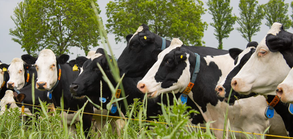 Sjouke Elzinga AHV 3