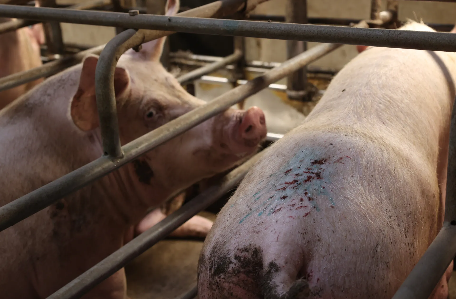 Swine Skin Support hero image