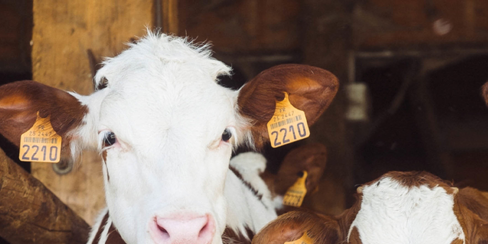 Umsatzverluste vorbeugen ein guter Start für Kälber
